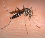 Asian-Tiger-Mosquito-Picture-150x127