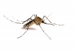 Mosquito-1-150x99