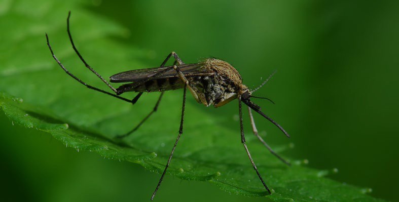 Mosquito Exterminator North Reading MA