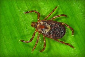 Tick Control by Mosquito Enemy