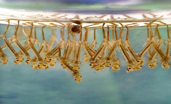 Mosquito Larvae