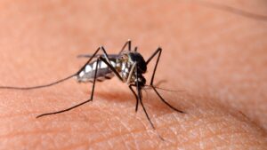 Seasonal Mosquito Control in Newburyport, MA: When to Start Treatment