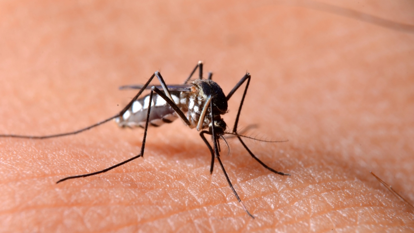 Seasonal Mosquito Control in Newburyport, MA: When to Start Treatment