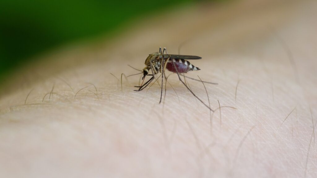 Best Mosquito Exterminators in Newburyport, MA