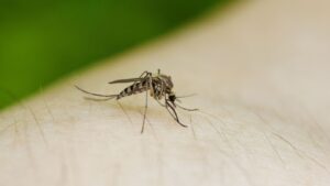 Mosquito Control in Topsfield, MA: Keeping Your Property Bite-Free