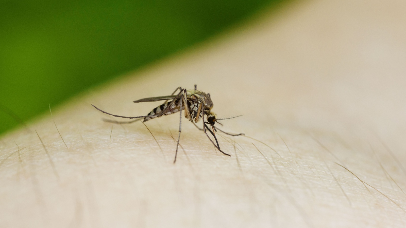 Mosquito Control in Topsfield, MA: Keeping Your Property Bite-Free