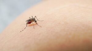 Natural vs. Professional Mosquito Control in Newburyport: What Actually Works?