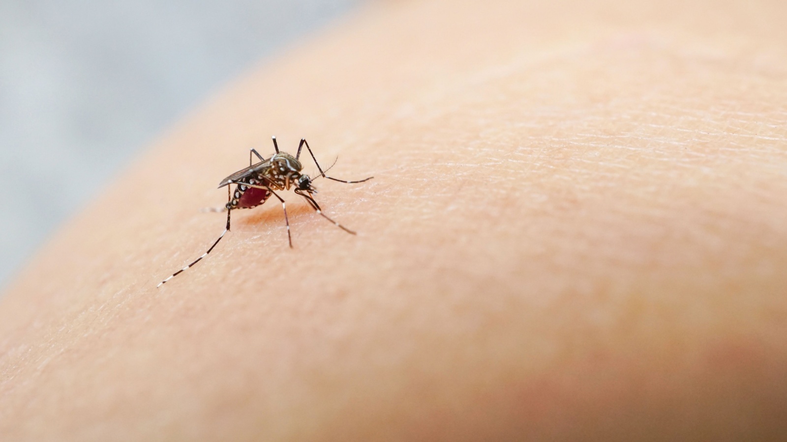 Natural vs. Professional Mosquito Control in Newburyport: What Actually Works?