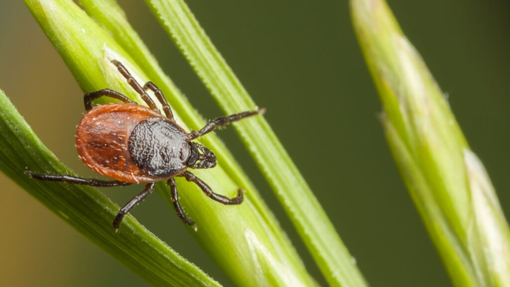 Best Tick Exterminators in Newburyport, MA