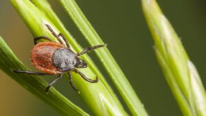 Best Tick Exterminators in Newburyport, MA