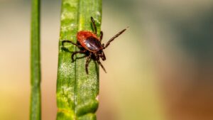 When Is Tick Season in Newburyport, MA?