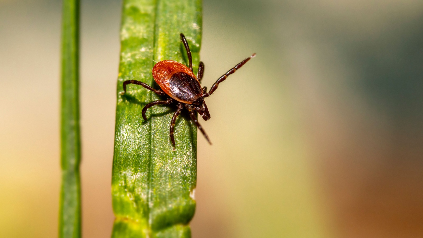 When Is Tick Season in Newburyport, MA?