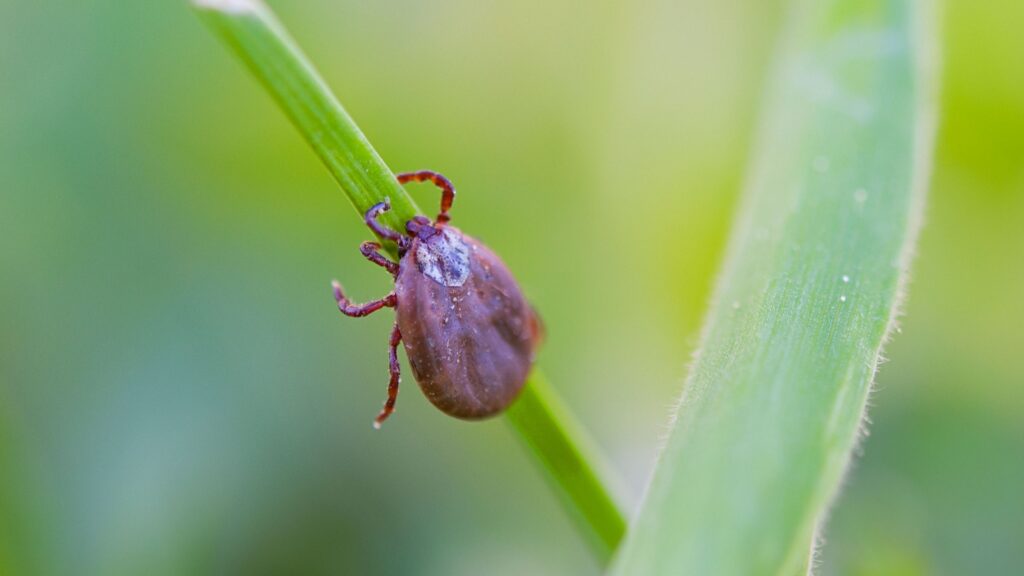 Who's the Best Company for Tick Control in Newburyport?