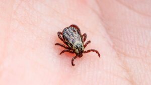Tick Prevention Tips for Families Living in Topsfield