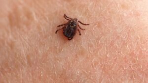Professional Tick Yard Treatments in Topsfield, MA: Are They Worth It?