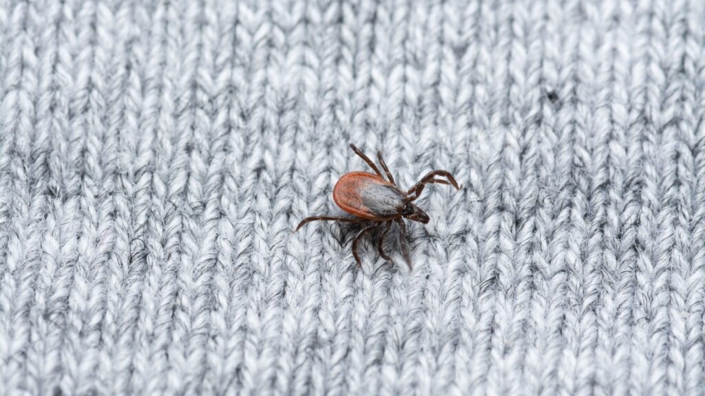 Tick Control Experts in Newburyport, MA