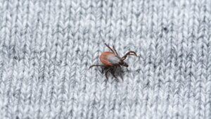 Tick Control Experts in Newburyport, MA