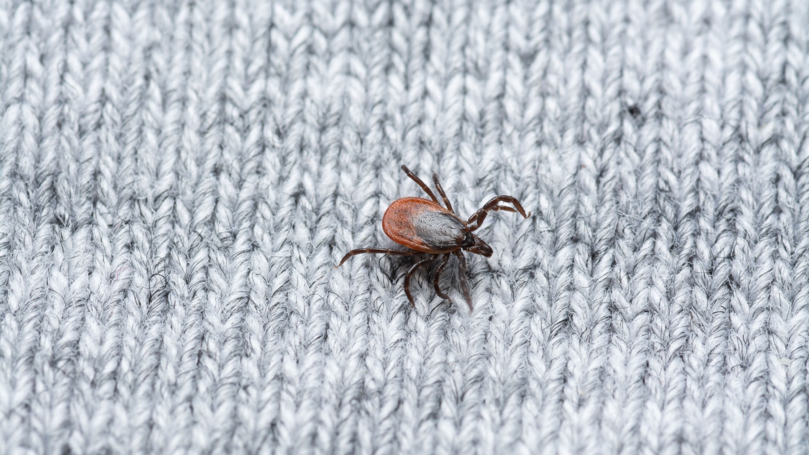 Tick Control Experts in Newburyport, MA