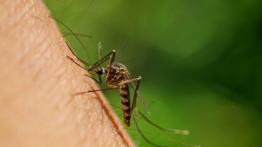 Professional Mosquito Control for Homeowners in Topsfield, MA