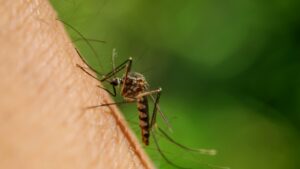 Professional Mosquito Control for Homeowners in Topsfield, MA