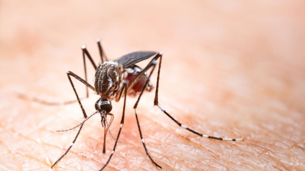 Top 5 Mosquito Prevention Tips for Homes in Topsfield