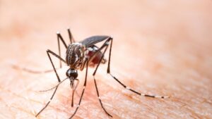 Top 5 Mosquito Prevention Tips for Homes in Topsfield