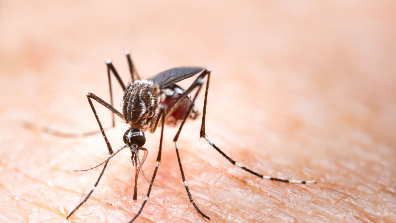 Top 5 Mosquito Prevention Tips for Homes in Topsfield