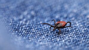 Tick Control in Newburyport, MA: Protecting Your Family from Lyme Disease
