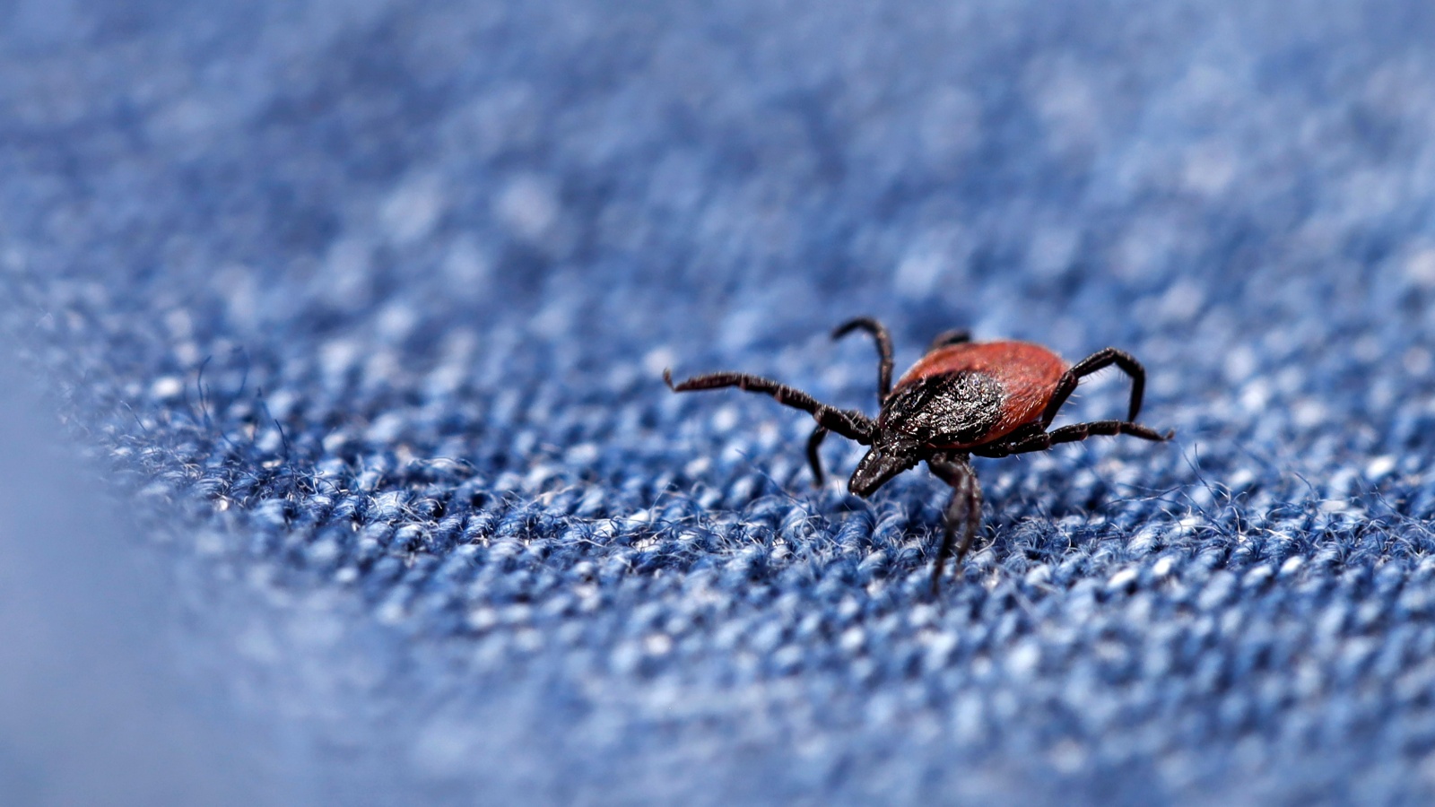 Tick Control in Newburyport, MA: Protecting Your Family from Lyme Disease
