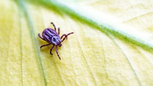 Who's the Best Company for Tick Control in Topsfield?