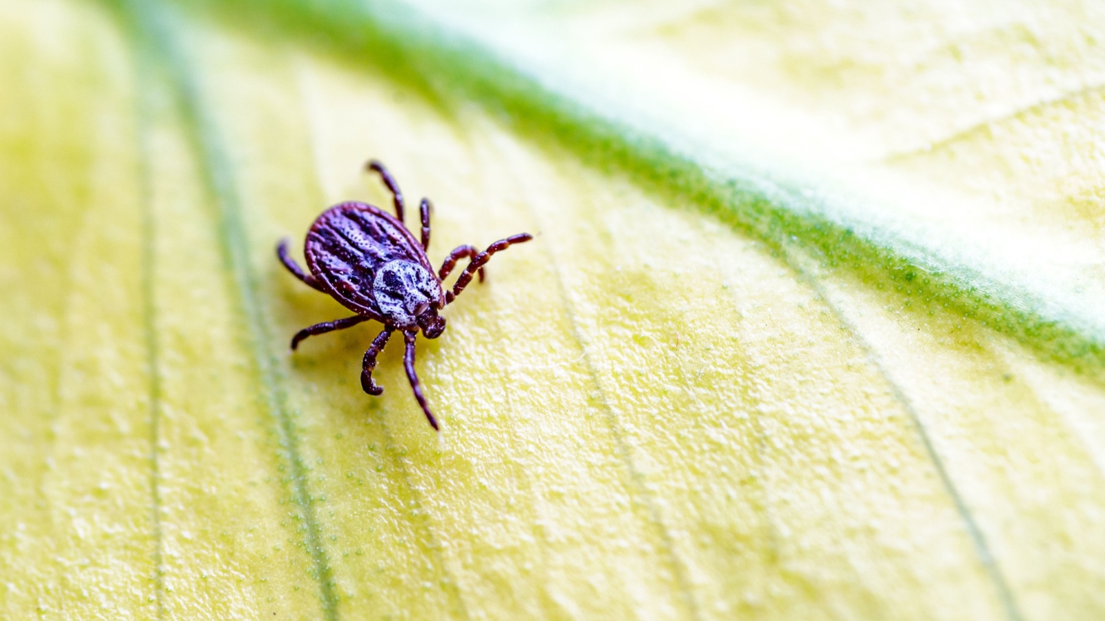 Who's the Best Company for Tick Control in Topsfield?