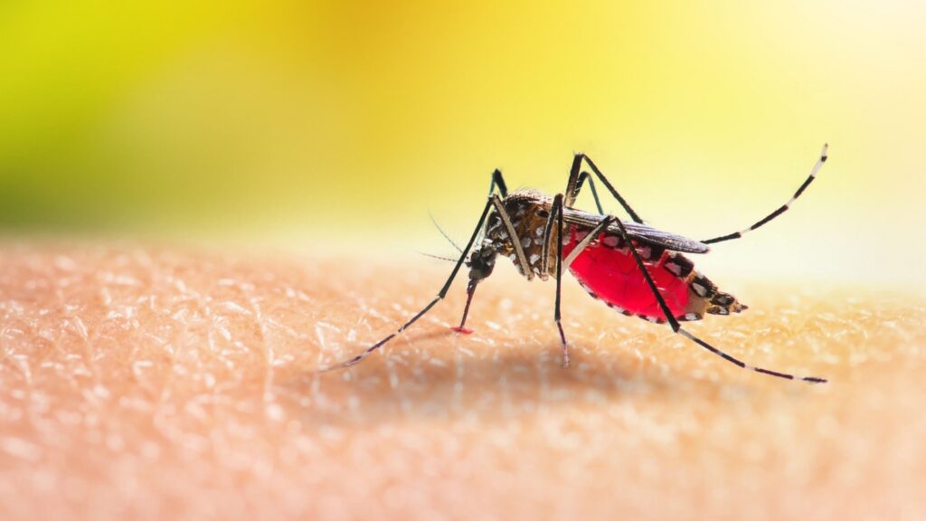 Who’s the Best Company for Mosquito Control in Topsfield, MA?