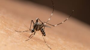 Do DIY Mosquito Repellents Work for Homes in Topsfield?