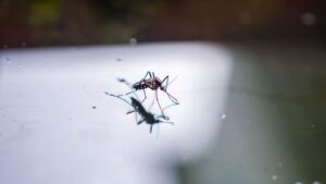 How Standing Water Around Newburyport Homes Attracts Mosquitoes