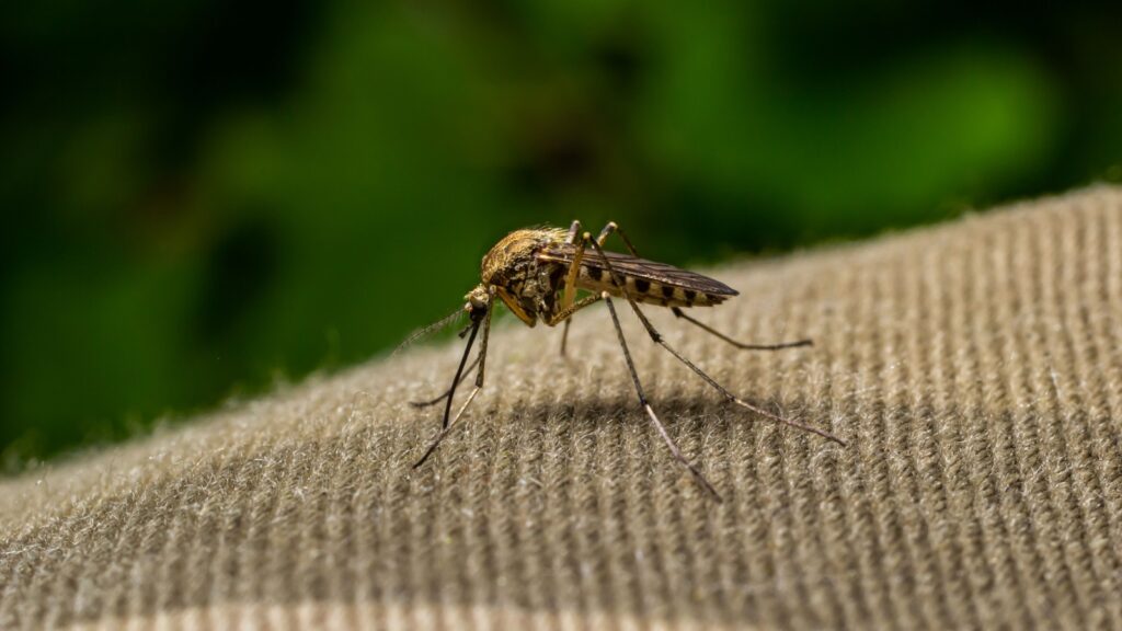 Mosquito Control in Newburyport, MA: How to Protect Your Yard All Summer Long