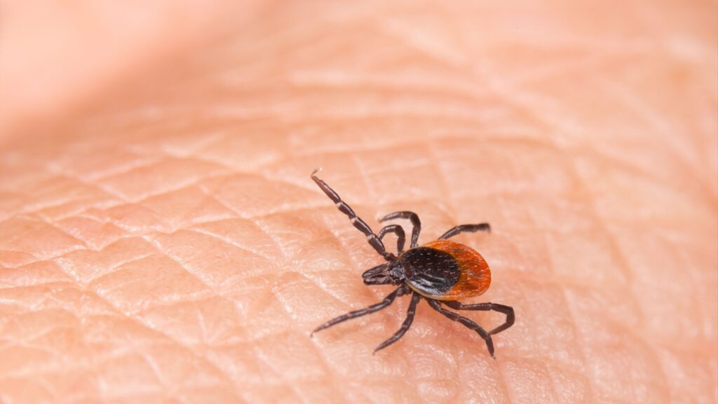 Tick Control Experts in Topsfield, MA
