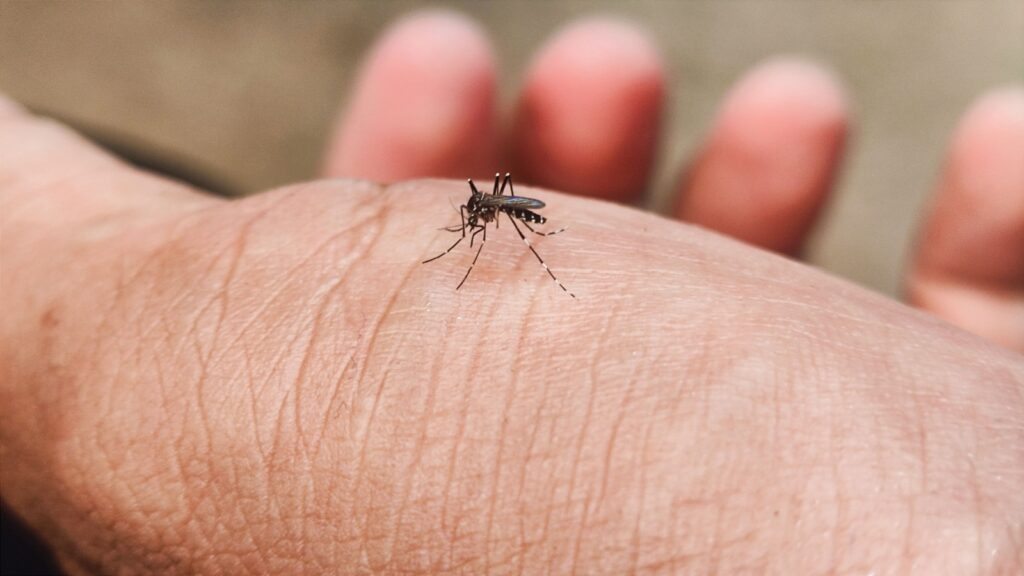 Family-Friendly Mosquito Exterminators in Topsfield