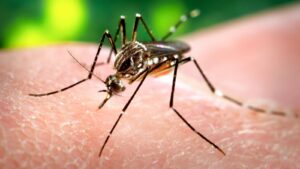 Who’s the Best Company for Mosquito Control in Newburyport?