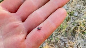 Best Tick Exterminators in Topsfield, MA
