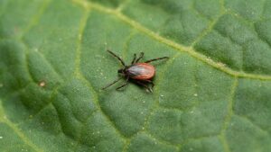 Why Topsfield Has High Tick Activity—And How to Control It