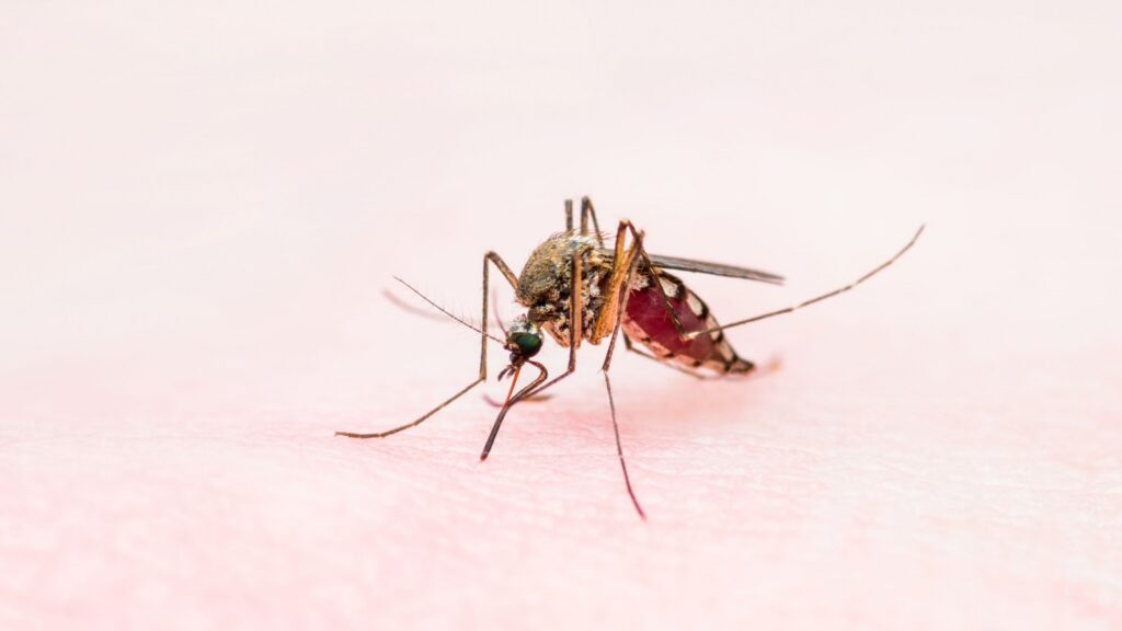 How Long Does Professional Mosquito Control Last in New England?