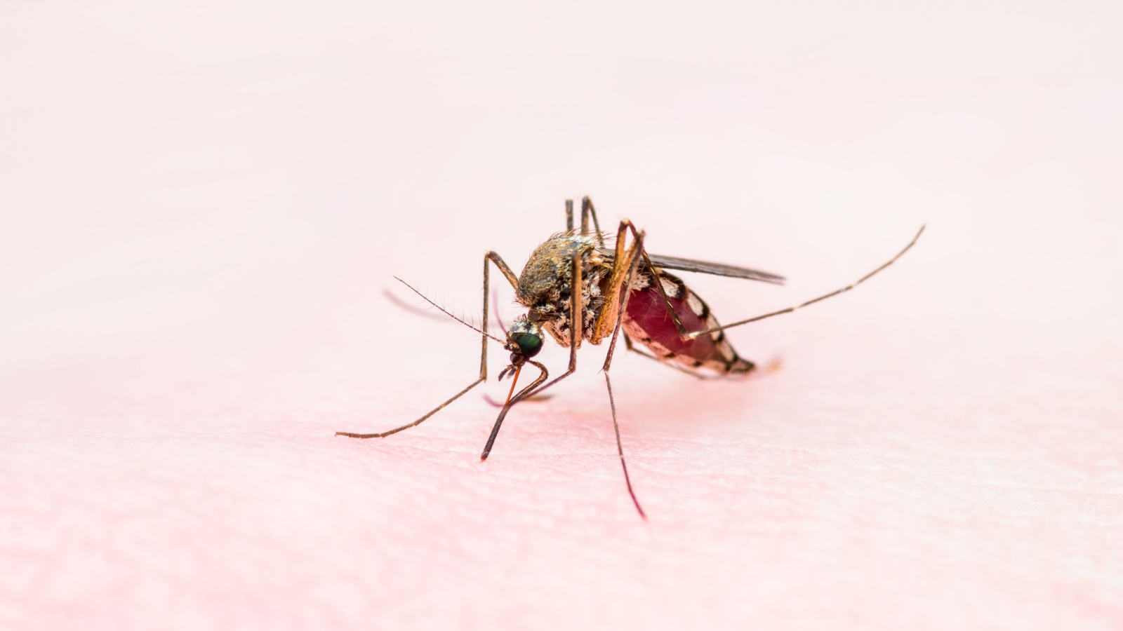 How Long Does Professional Mosquito Control Last in New England?