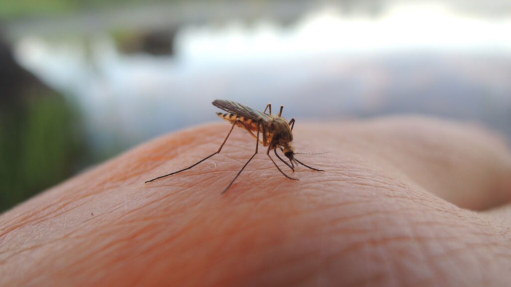 What Makes Newburyport One of the Toughest Areas in Massachusetts for Mosquito Control?