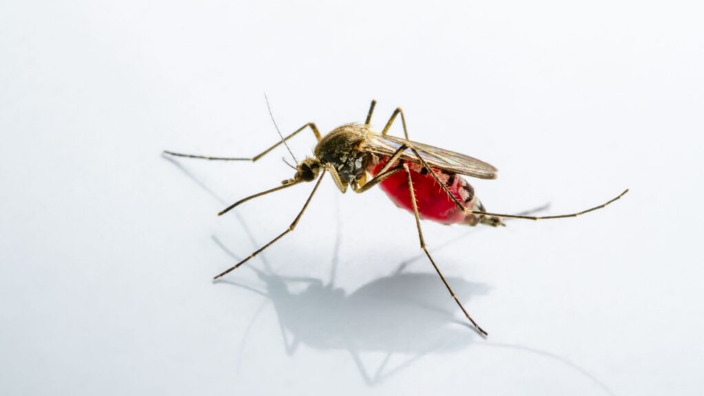Should Newburyport Homeowners Be Concerned About West Nile Virus?