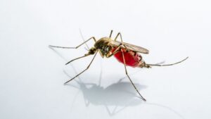 Should Newburyport Homeowners Be Concerned About West Nile Virus?