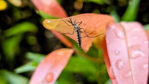 Why Wooded Backyards in Andover Attract More Mosquitoes Than Open Lawns