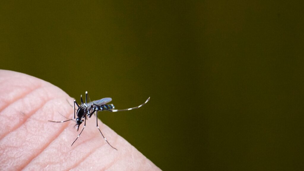 How Wet Springs in Massachusetts Lead to Explosive Mosquito Seasons
