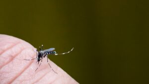 How Wet Springs in Massachusetts Lead to Explosive Mosquito Seasons