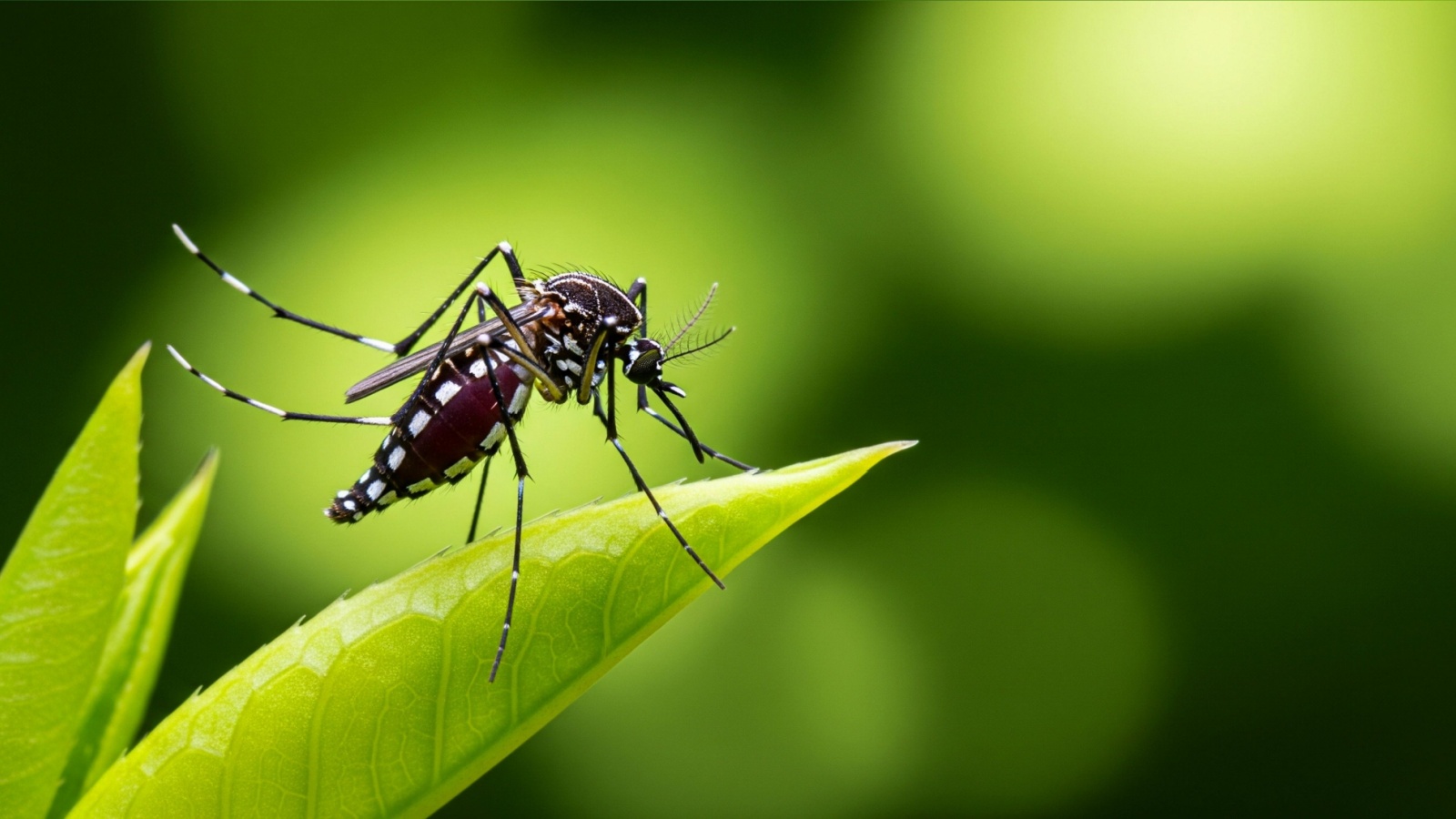 The Best Mosquito Exterminators in Andover, MA