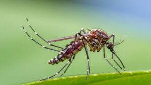 Why Are Mosquitoes So Bad in Andover, MA? The Local Conditions That Make Them Thrive